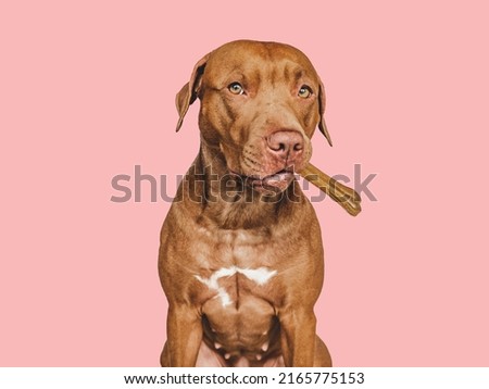 Lovable, pretty brown puppy, holding a bone. Close-up, indoors. Day light. Concept of care, education, obedience training and raising pets