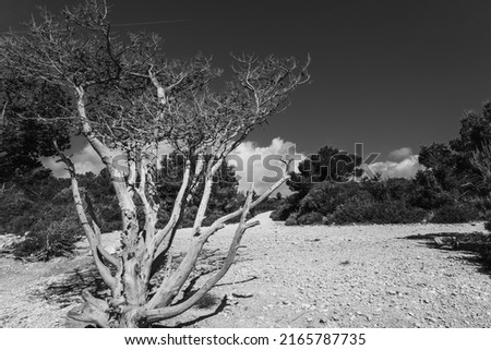 Black and white photo of a dry tree on the beach