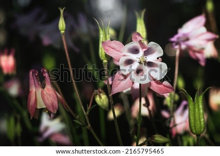 The flowering plant of Aquilegia (Lat. Aquilegia) with lots of pink and white flowers. Selective focusing. Pink aquilegia flowers on a natural background. 