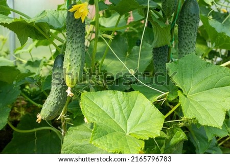 Ripening gherkin with yellow flower, close-up. Cucumber plant in greenhouse. Organic food agriculture concept. Ripening cucumber for publication, poster, screensaver, wallpaper, banner, cover, post