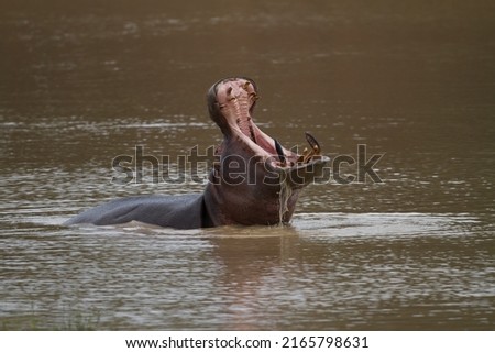 A hippo lies in a dam in the African bush and gives a big yawn with his mouth wide open. His long thick teeth are clearly displayed with water dripping from his mouth. Royalty-Free Stock Photo #2165798631