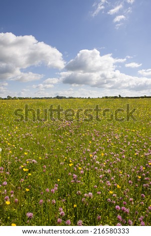 Tranquil field of blooming buttercups