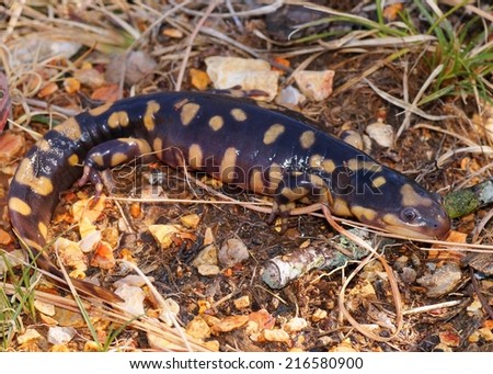 Eastern Tiger Salamander, Ambystoma tigrinum  