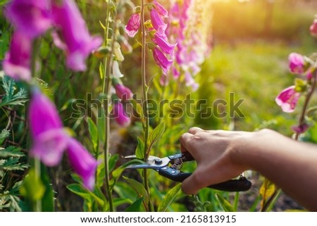 Gardener cutting foxglove flowers off using pruner in summer garden. Digitalis in blossom. Harvesting blooms Royalty-Free Stock Photo #2165813915