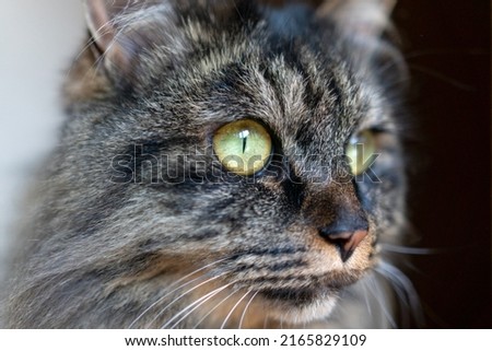 Close up of american shorthair mix cat.
