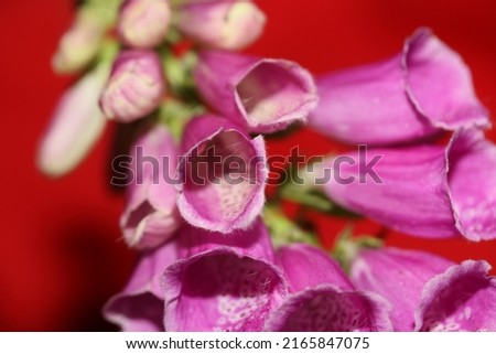 Wild purple flower blossoming macro modern botanical background purpurea digitalis family plantaginaceae high quality big size prints
