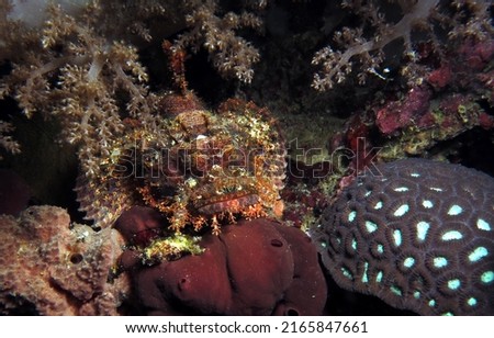 Bearded scorpionfish camouflaged amongst corals Cebu Philippines                              