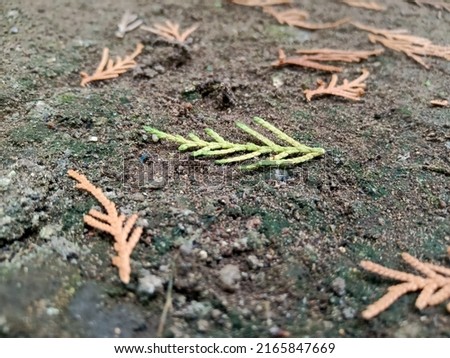 Casuarinaceae tree, pine tree leaves that fall on the ground