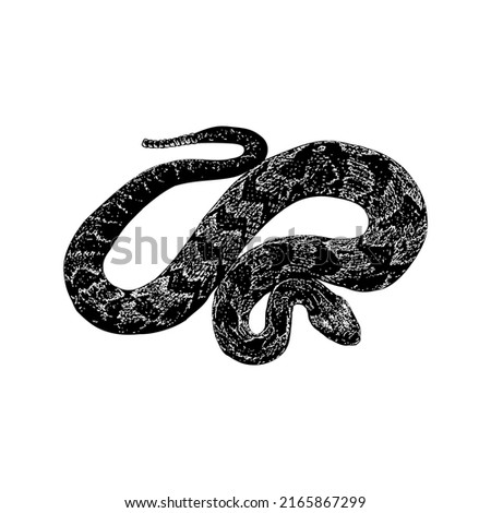 Fer-de-lance Snake hand drawing vector illustration isolated on white background