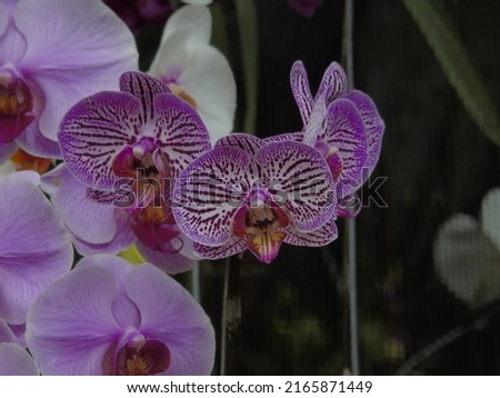 beautiful purple orchid with its perfect pattern