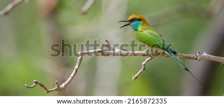 Colorful little green bee-eater bird perch on a bare tree branch wide view photograph, bird chirping loudly, Cute bee-eater Spotted in Yala national park, Sri Lanka.