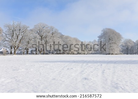 Trees and field in snow covered winter landscape