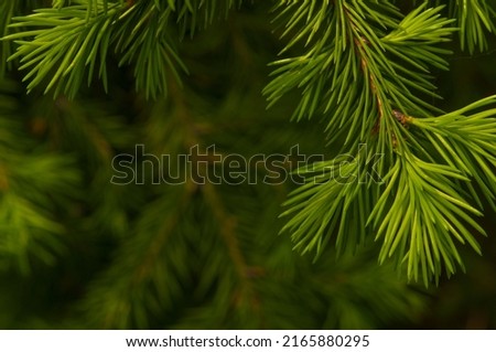 Detail of fresh spruce tree branches with young green needles. Closeup of fir tree young branches in summer day Royalty-Free Stock Photo #2165880295