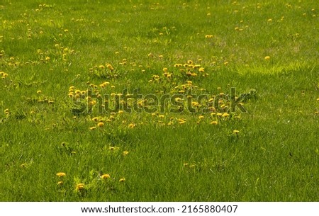 Spring green lawn with yellow dandelion flowers. Spring. Background
