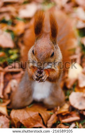 squirrel eating nuts in autumn