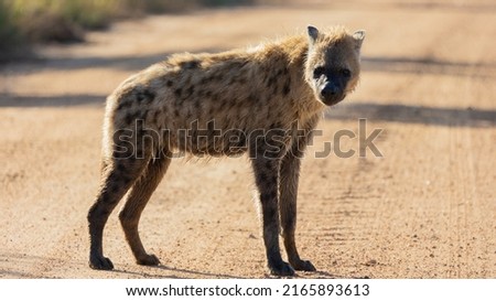 a very wet spotted hyena