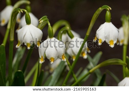 Spring snowflake is blooming. Spring snowflake (lat. Leucojum vernum) is a plant species of the genus Spring snowflake of the Amaryllis family (Amaryllidaceae). Royalty-Free Stock Photo #2165905163