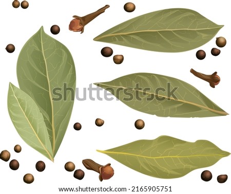 Composition of bay leaf and black, red and white pepper peas. on a white background.  Realistic vector drawing stylization Royalty-Free Stock Photo #2165905751
