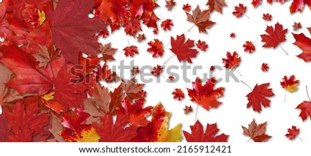 Many red maple leaves on white background. Banner for design