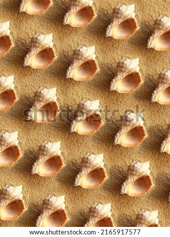 Pattern of sea shells on the sand. Background from rapana shells. Summer backdrop. Clam house.