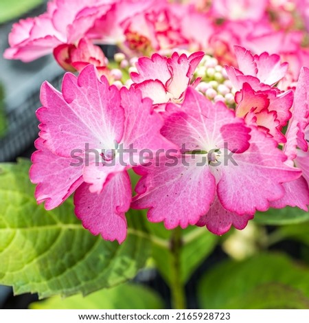 Selective focus on beautiful bush of blooming red, purple Hydrangea or Hortensia flowers (Hydrangea macrophylla) and green leaves under the sunlight in summer. Natural background.