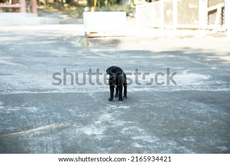 Thai puppy playing on the road, Cute small domestic dog.