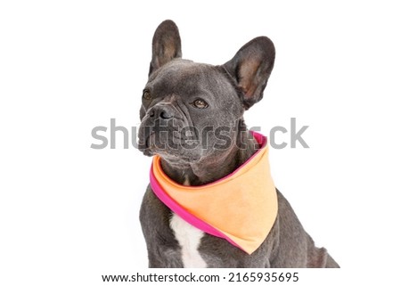 French Bulldog dog with wearing orange neckerchief on white background Royalty-Free Stock Photo #2165935695