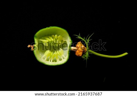 Fruit X section of fetid passionflower (passiflora foetida) or scarletfruit , wild maracuja, wild water lemon. Parietal placentation, the ovules develop on the inner wall of the ovary. Royalty-Free Stock Photo #2165937687