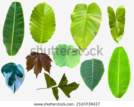 picture of various types of leaves Various colors, tropical plants, greenery