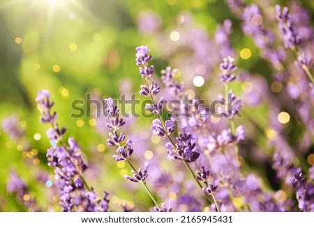 gardening, botany and flora concept - beautiful lavender flowers blooming in summer garden Royalty-Free Stock Photo #2165945431