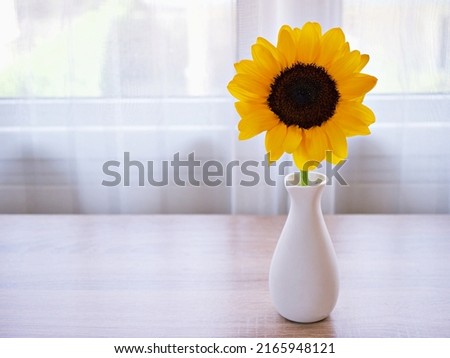 Sun flower in white vase on table ,white vase with beautiful yellow sunflower copy space for text or lettering flower in ceramic on wooden table ,window light background or wallpaper celebrating card 