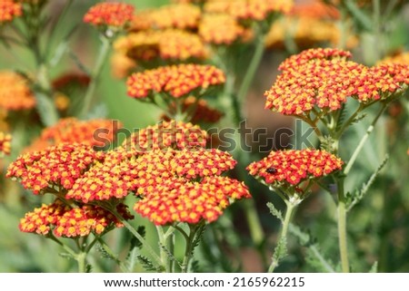 Achillea 'Terracotta' is a milfoil with brown flowers Royalty-Free Stock Photo #2165962215
