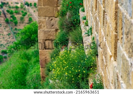 wall of an old castle with grass and flowers growing in the cracks of the masonry