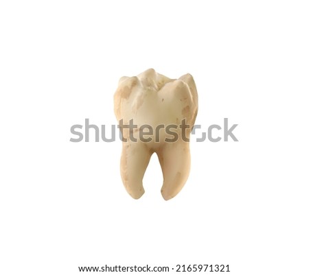 Molar tooth. beauty and health. tooth cleaning and personal care. Poster Concept. Isolate on white Royalty-Free Stock Photo #2165971321
