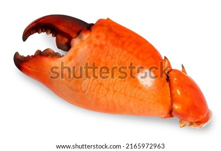 Boiled claw crab isolated on white background, Sea Crab claw on white With clipping path. Royalty-Free Stock Photo #2165972963