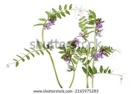 Vicia sativa meadow flowers isolated on white background. Floral composition of vetches weeds. 