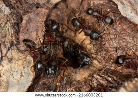 Carpenter ants, Camponotus guarding hole in aspen wood, this insect can be a major pest on wood Royalty-Free Stock Photo #2166003201