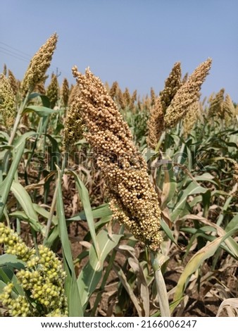 Sourghum field, jawar plants fram agriculture Sorghum plant in farm