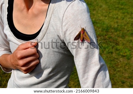 The pink moth is a real handsome man, elegant and at same time cute with his chubby body. It reaches a wingspan of around 65 mm. sitting on a tree and a young girl playing with it and taking picture
