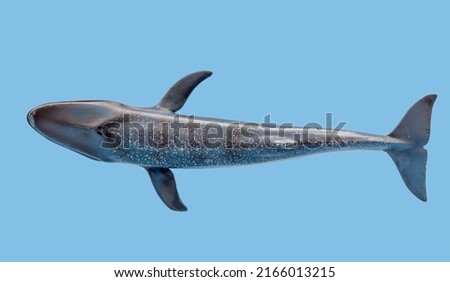 Whale view from above on a blue background. Insulation. Silhouette