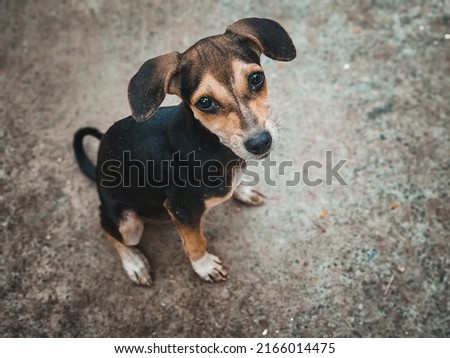 Animal outdoor : A little dog sitting on the Street. Street Dog Portrait. Royalty-Free Stock Photo #2166014475