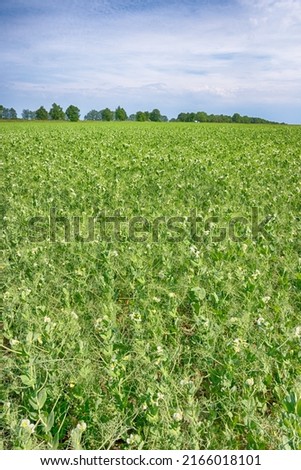 Perfect landscape of fields in the sunny day with perfect clouds on the sky
