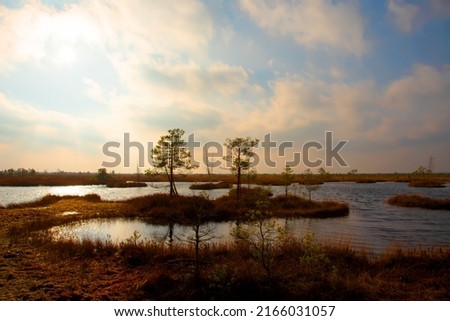 Swamp Yelnya on sunset in autumn landscape. Wild mire of Belarus. East European swamps and Peat Bogs. Ecological reserve in wildlife. Marshland at wild nature. Swampy land and wetland, marsh, bog. Royalty-Free Stock Photo #2166031057