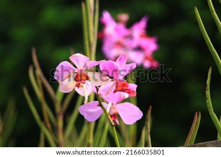 Very beautiful flowers in the city park Royalty-Free Stock Photo #2166035801