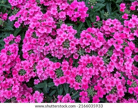 a beautiful bunch of pink flowers ,for a bright background, wallpaper 