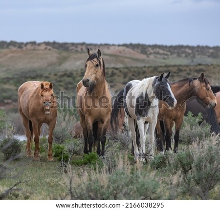 herd of ranch horses in Colorado being moved to their summer pasture.