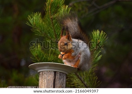 Squirrel eating nuts from the dish 