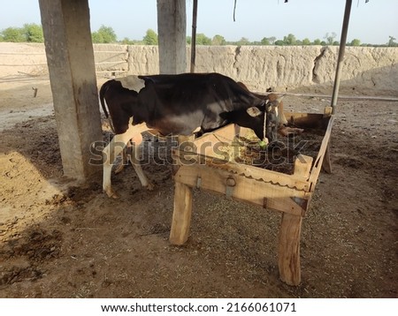 Cattles in Cattle farm in rural Punjab , setup of cattle farm in rural areas of India and Pakistan , cattle's are herding in a village of Punjab  Royalty-Free Stock Photo #2166061071