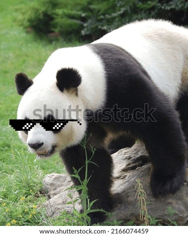 In this picture you can see a beautiful panda. in this picture you can see a panda with beautiful Glasses  