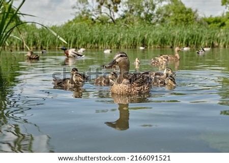 Mother duck with ducklings swimming on lake surface. Wild animals in a pond. Splendid closeup natural scene on the lake.